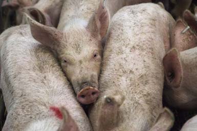 Proposed hog farm prompts Bayfield County to tighten regs