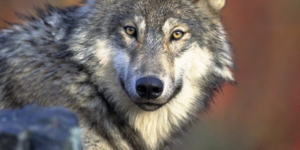 Activists fight to protect wolves from hunts