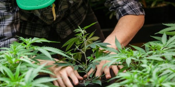 Growing hemp, seeding a market for farmers and consumers