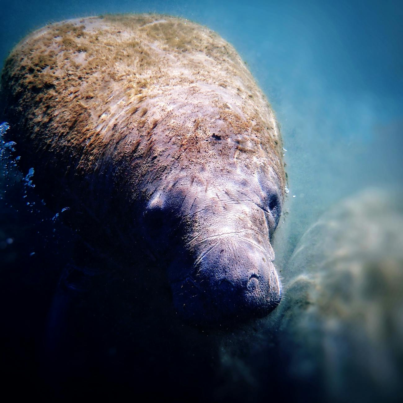Press for manatee protections